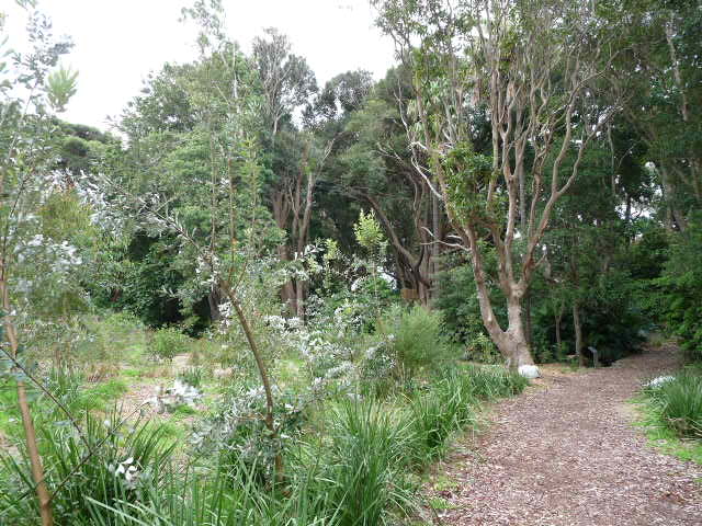 Kurnell bush regeneration